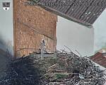 Capi_Dubne_20250411_081003.jpg