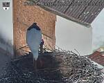 Capi_Dubne_20250411_081502.jpg