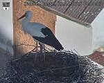 Capi_Dubne_20250411_082003.jpg