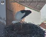 Capi_Dubne_20250411_083002.jpg