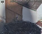 Capi_Dubne_20250411_084002.jpg