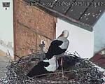 Capi_Dubne_20250411_101002.jpg
