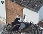 Capi_Dubne_20250411_102502.jpg