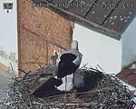 Capi_Dubne_20250411_103002.jpg