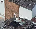 Capi_Dubne_20250411_104003.jpg