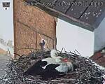 Capi_Dubne_20250411_110003.jpg