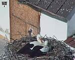 Capi_Dubne_20250411_110504.jpg