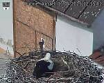 Capi_Dubne_20250411_121502.jpg