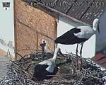 Capi_Dubne_20250411_122003.jpg