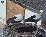 Capi_Dubne_20250411_122502.jpg
