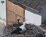 Capi_Dubne_20250411_130502.jpg