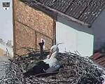 Capi_Dubne_20250411_132502.jpg