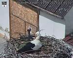 Capi_Dubne_20250411_134502.jpg