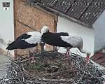 Capi_Dubne_20250411_141002.jpg