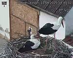 Capi_Dubne_20250411_144502.jpg