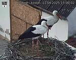 Capi_Dubne_20250411_150002.jpg