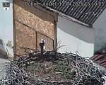 Capi_Dubne_20250411_151003.jpg