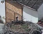 Capi_Dubne_20250411_151502.jpg
