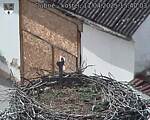 Capi_Dubne_20250411_154003.jpg