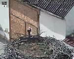 Capi_Dubne_20250411_154502.jpg