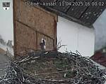 Capi_Dubne_20250411_160002.jpg