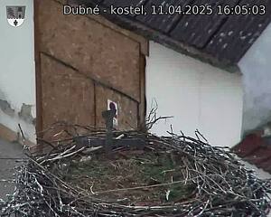Capi_Dubne_20250411_160503.jpg (1350 x 1080)