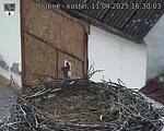 Capi_Dubne_20250411_163003.jpg