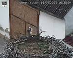 Capi_Dubne_20250411_163504.jpg