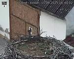 Capi_Dubne_20250411_164002.jpg