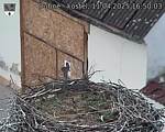 Capi_Dubne_20250411_165003.jpg
