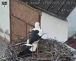 Capi_Dubne_20250411_183003.jpg