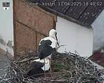 Capi_Dubne_20250411_184002.jpg