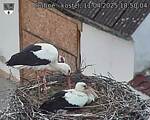 Capi_Dubne_20250411_185004.jpg