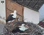 Capi_Dubne_20250411_185503.jpg
