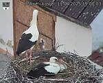 Capi_Dubne_20250411_190003.jpg
