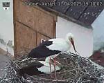 Capi_Dubne_20250411_191002.jpg