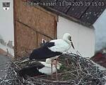 Capi_Dubne_20250411_191503.jpg