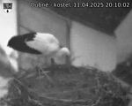 Capi_Dubne_20250411_201002.jpg