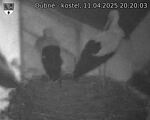 Capi_Dubne_20250411_202003.jpg