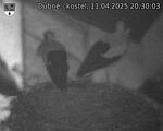 Capi_Dubne_20250411_203003.jpg