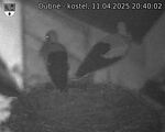 Capi_Dubne_20250411_204002.jpg