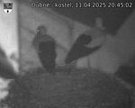 Capi_Dubne_20250411_204503.jpg