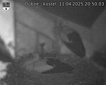 Capi_Dubne_20250411_205003.jpg
