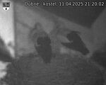 Capi_Dubne_20250411_212002.jpg