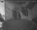 Capi_Dubne_20250411_213002.jpg