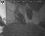 Capi_Dubne_20250411_214502.jpg