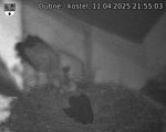 Capi_Dubne_20250411_215503.jpg
