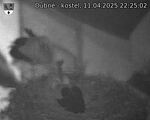 Capi_Dubne_20250411_222502.jpg