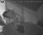 Capi_Dubne_20250411_223003.jpg