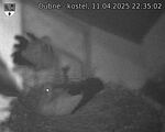 Capi_Dubne_20250411_223502.jpg